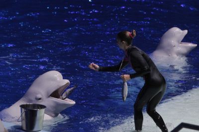 В дельфинариях животные даже во время карантина соблюдали привычный режим кормления и тренировок. Фото: Сергей Куксин