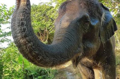 Несмотря на огромные размеры, слон — одно из самых деликатных животных на Земле. Его гибкий хобот способен проделывать удивительно тонкие операции, и теперь исследователи точно знают как это работает