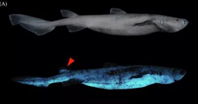 Светящаяся акула Dalatias licha. Иллюстрация: Mallefet et al., 2021