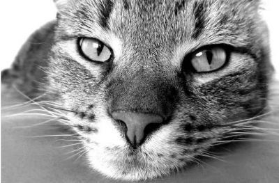 Коты одинаково охотно принимают угощения и от друзей хозяина, и от его врагов. Фото: Katzenspielzeug / Pixabay