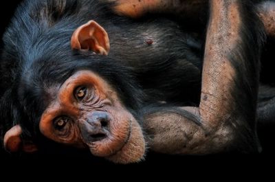 Игра или способ общения? О чем говорит это вульгарное поведение приматов. Фото: Unsplash