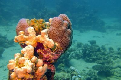 Морские губки могут быть полезными в борьбе против рака. Фото: mychadre77 / Depositphotos