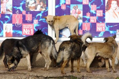 Собака бывает кусачей только от жизни собачей, поэтому у каждой должен быть владелец. Фото: Алексей Павлишак / ТАСС
