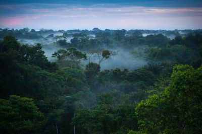 Тропические леса бассейна Амазонки — один из важнейших в мире регионов, обеспечивающих регуляцию климата