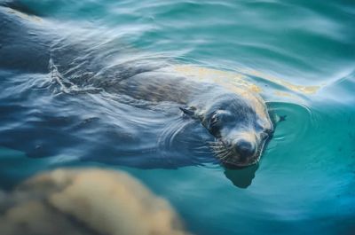 Поведение животных, особенно морских, — настоящая загадка для ученых. Фото: Unsplash