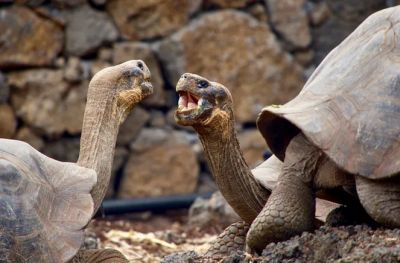 Несмотря на то, что черепахи живут медленно и достаточно скучно, их долголетию можно только позавидовать. Фото: Unsplash