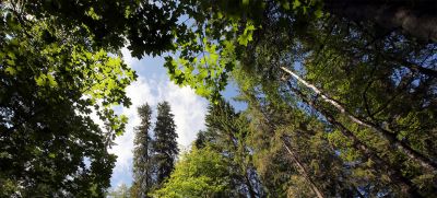 Биосферный заповедник «Кологривский лес» находится в северо-восточной части Русской равнины, в Костромской области. Фото: ЮНЕСКО/Биосферный заповедник «Кологривский лес»