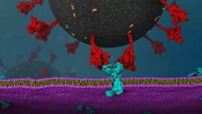 Спайковый белок (S-белок) коронавируса SARS-CoV-2 связывается с рецептором ACE2 на поверхности клетки. Иллюстрация: Dr. Yeolkyo Choi
