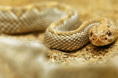 Это исследование раскрывает древнюю основу орального яда у змей. Фото: Unsplash