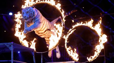 Бывший директор Росгосцирка Вадим Гаглоев оценил содержание животных в цирках.. Фото: Reuters