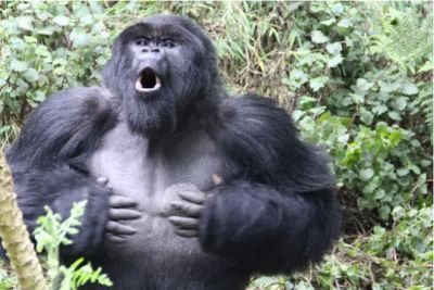 Удары в грудь – не показуха и не блеф. Гориллы таким образом сообщают о своем реальном размере. Фото: Dian Fossey Gorilla Fund / PA