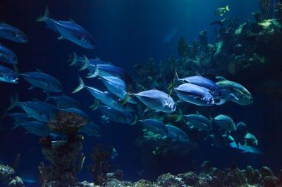Некоторые виды рыб учатся узнавать хищников и избегать их, наблюдая за поведением сородичей. Иллюстрация: pixabay.com