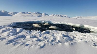 По словам учёного, белухи умеют пользоваться воздушными полостями, которые бывают в подводной части льда