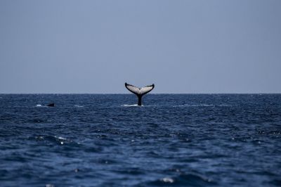 Подготовленный правительством законопроект не запрещает полностью вылов китов.