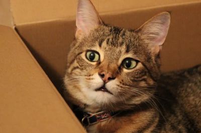 Ученые все еще не знают, почему кошкам нравится сидеть в картонных коробках. Фото: kaylaflam / Pixabay