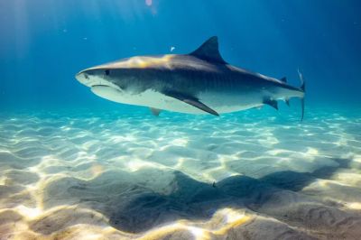 То, что акулы чувствительны к электромагнитным полям, известно давно, но было непонятно, как животные используют этот навык. Фото: Gerald Schömbs / Unsplash