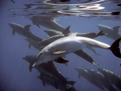 Ранее правительство России предложило запретить добычу китов и дельфинов в рамках прибрежного и промышленного рыболовства. Иллюстрация: pixabay.com