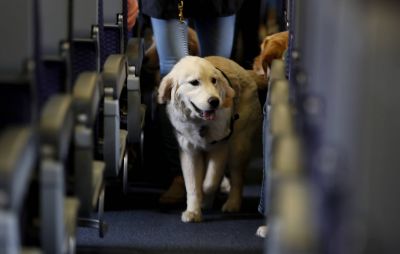 Авиакомпания также намерена разрешить провозить в самолетах брахицефальные породы собак. Фото: AP Photo/Julio Cortez