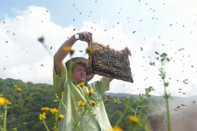 Размещение пасек вблизи цветущих полей выгодно и пчеловодам, и сельхозпроизводителям, но конфликт между ними не утихает. Фото: Томас Тхайцук/РИА Новости