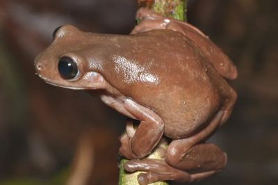 Обычно древесные лягушки имеют яркий окрас, но у этого животного кожа имеет красивый шоколадный оттенок. Фото: Стив Ричардс
