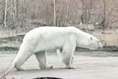Белый медведь для континентальной Якутии - дивное диво. Фото: instagram.com / afanasievsakhamin