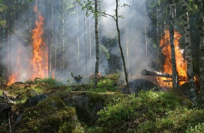 Густой дым от лесных пожаров не позволяет оценить территорию, пройденную огнем.