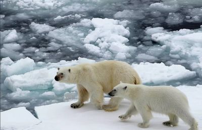 Директор WWF Дмитрий Горшков рассказал о причинах нашествия белых медведей на Новой Земле. Фото: РИА Новости / Вера Костамо