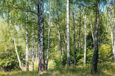 Изменения предлагается внести в Лесной кодекс Российской Федерации.