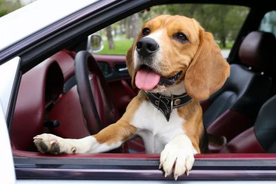 Ветеринар посоветовала, как безопасно перевозить животных в автомобиле. Фото: Fotolia / Africa Studio
