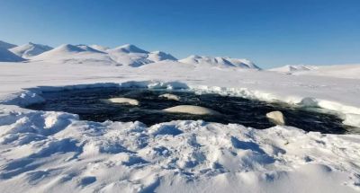 Лед унесло из пролива Сенявина и бухты Пенкигнгэй, где в ледовый плен попали около 50 белух. Фото: РИА Новости / пресс-служба национального парка 