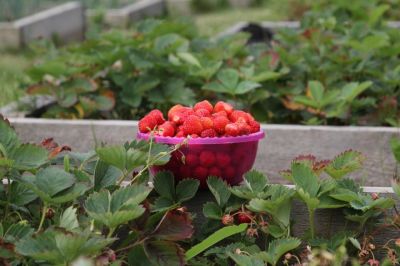 Диетолог назвала топ-7 самых полезных летних ягод