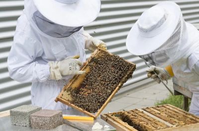 Правила содержания пчёл позднее определит Минсельхоз.