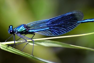 Изменение окраса крыльев стрекоз чревато тем, что самки и самцы одного и того же вида не смогут идентифицировать друг друга.