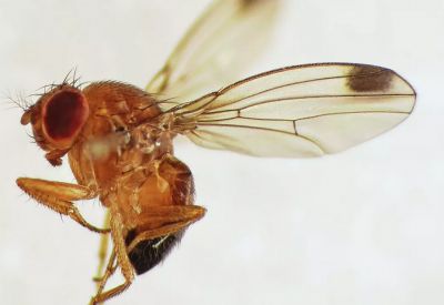 Россельхознадзор заявил, что урожай ягод и плодов может оказаться под угрозой из-за вредителя. Фото: CC BY 2.0 / Martin Cooper / Spotted-wing Drosophila (Drosophila suzukii) male