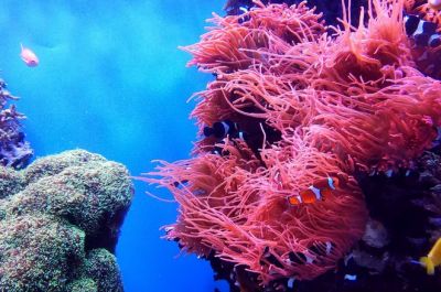Ученые сделали еще один шаг в сторону понимания механизма обесцвечивания и гибели кораллов.