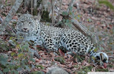 Переднеазиатский леопард занесен в Красную книгу Российской Федерации.