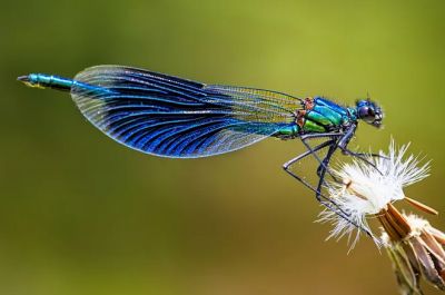 За сотни миллионов лет суть крыльев насекомых, кажется, не изменилась. Фото: Dorothea Oldani / Unsplash