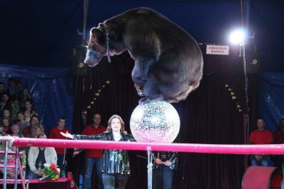 Фото: официальный сайт цирка шапито «Арлекин»