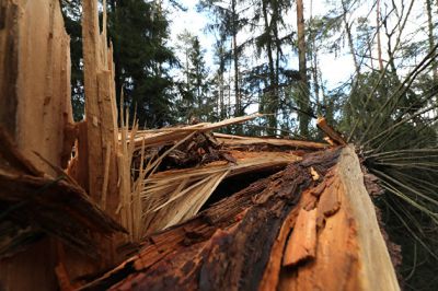 Срубить дерево можно после согласования с поселковой администрацией и лесничеством. Фото: РИА Новости / Антон Денисов.