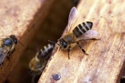 Ежегодная смертность пчел сохраняется на уровне 20%, оказалось, что запрет использования конкретного химиката не поможет избежать катастрофы.