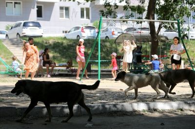 В собачьей стае действуют законы дикой природы. Фото: Дмитрий Рогулин/ ТАСС