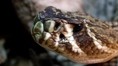 Гремучие змеи используют слуховую иллюзию для обмана других потенциально опасных животных, выяснили ученые после проведенных исследований.