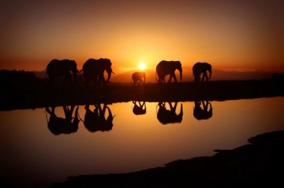 Слоны почитаются многими народами мира. Фото: Marina Cano, flytothesky.ru