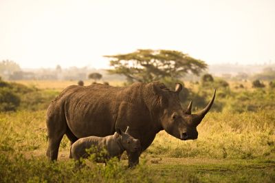 Браконьеры поставили носорога на грань исчезновения. Иллюстрация: pixabay.com