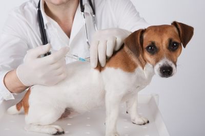 Вакцинация животных - один из методов борьбы против бешенства. Фото: Fly_dragonfly, Shutterstock