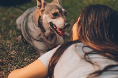 Ученые доказали, что собаки отличают ваши случайные действия и преднамеренные. Например, они понимают, когда вы специально дразните их и не даете угощение.