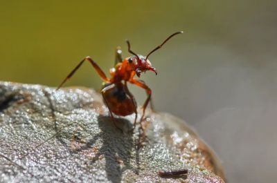 Ученые выяснили, как крошечные зубы муравьев, подобно скальпелю или пиле, с легкостью разрезают большие и плотные объекты.