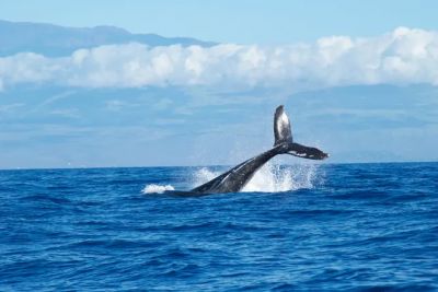 Песни китов — загадка для ученых. Их очень сложно изучать, но каждое открытие приравнивается к празднику. Фото: Unsplash
