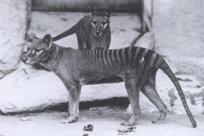 Сумчатые волки в нью-йоркском зоопарке, 1902 год.