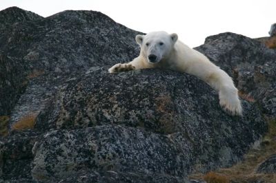 Вероятно, белые медведи могут исчезнуть еще до того, как весь лед Арктики растает. Фото: Unsplash